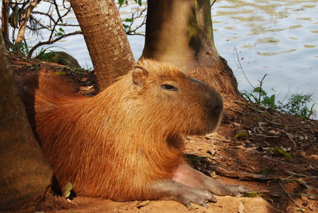 Photo Capivara: Rodent, Brazil